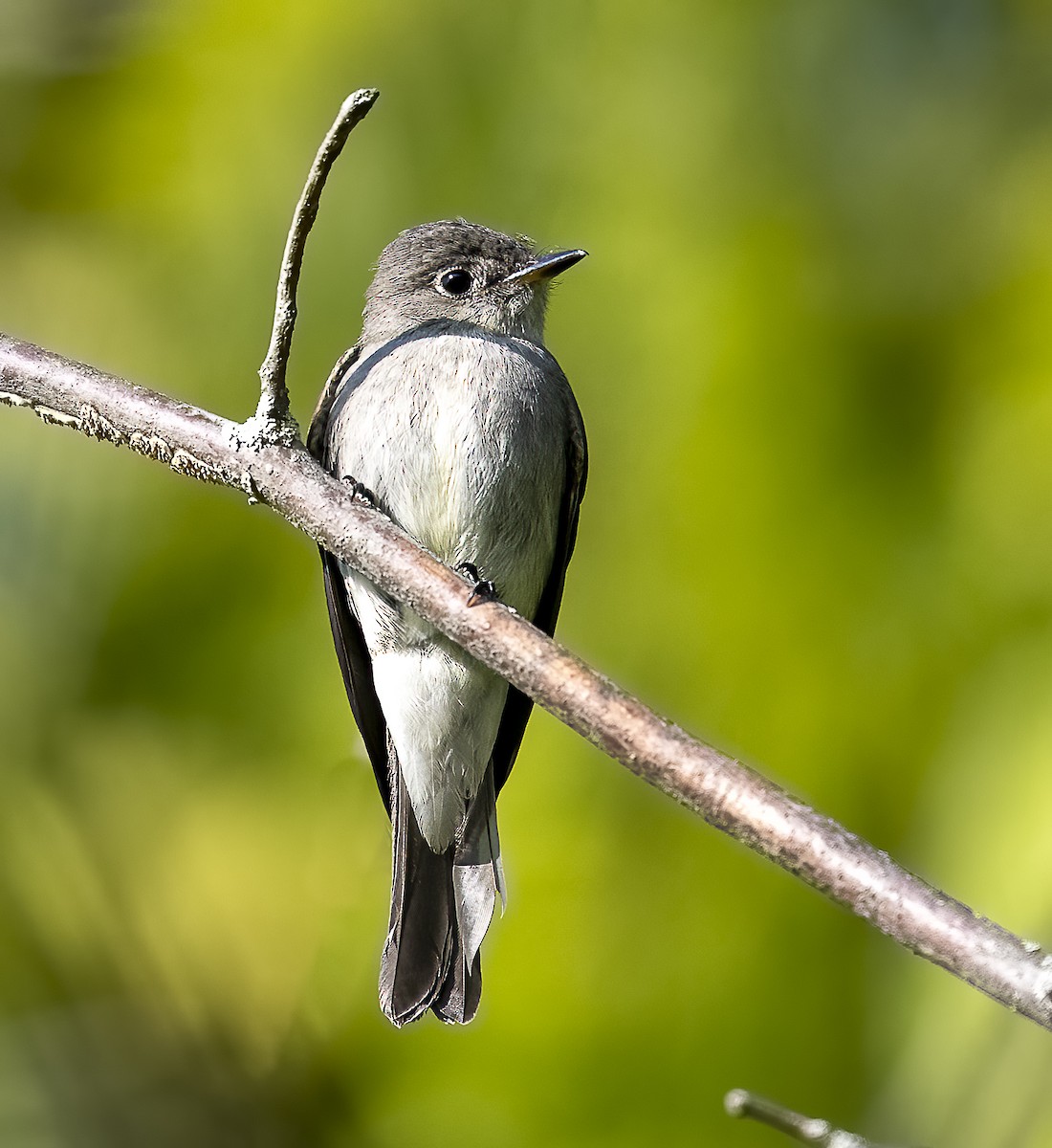 Eastern Wood-Pewee - ML641625005