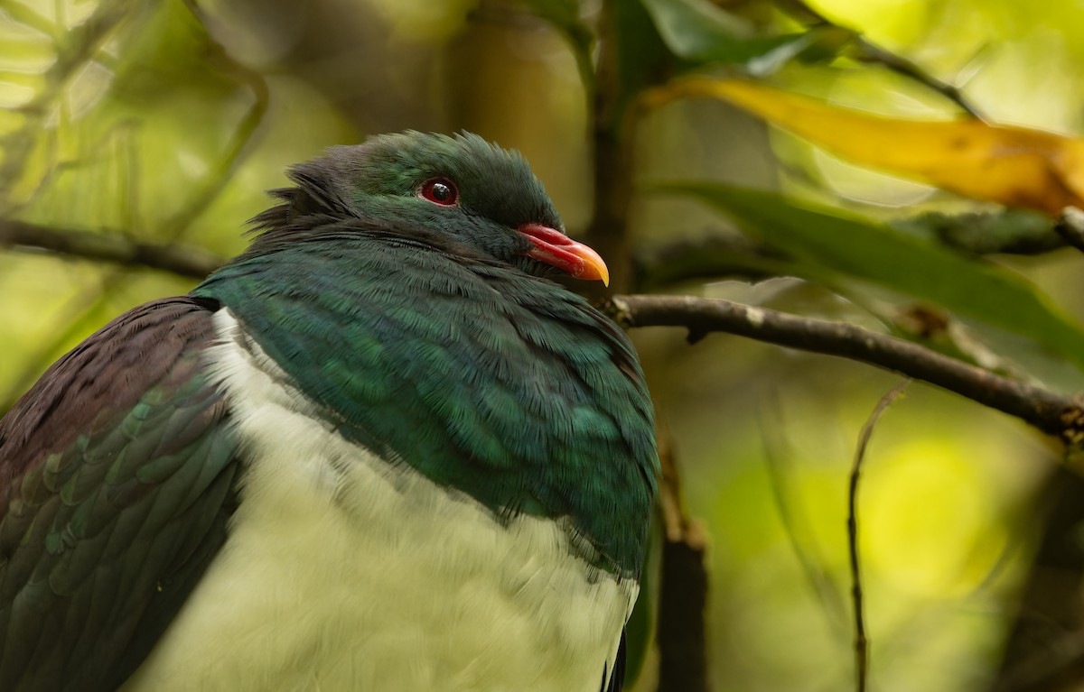 New Zealand Pigeon - ML641625017