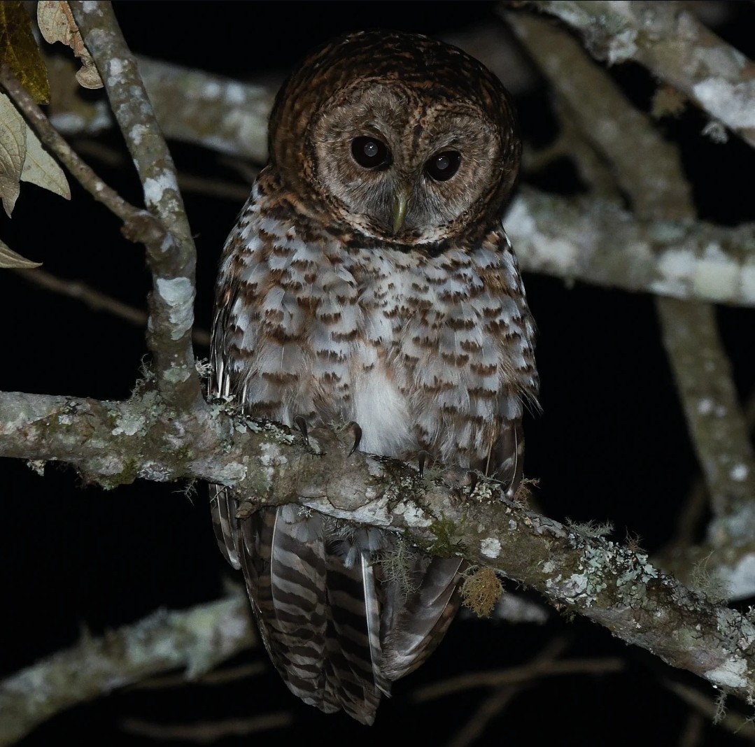 Rusty-barred Owl - ML641625019