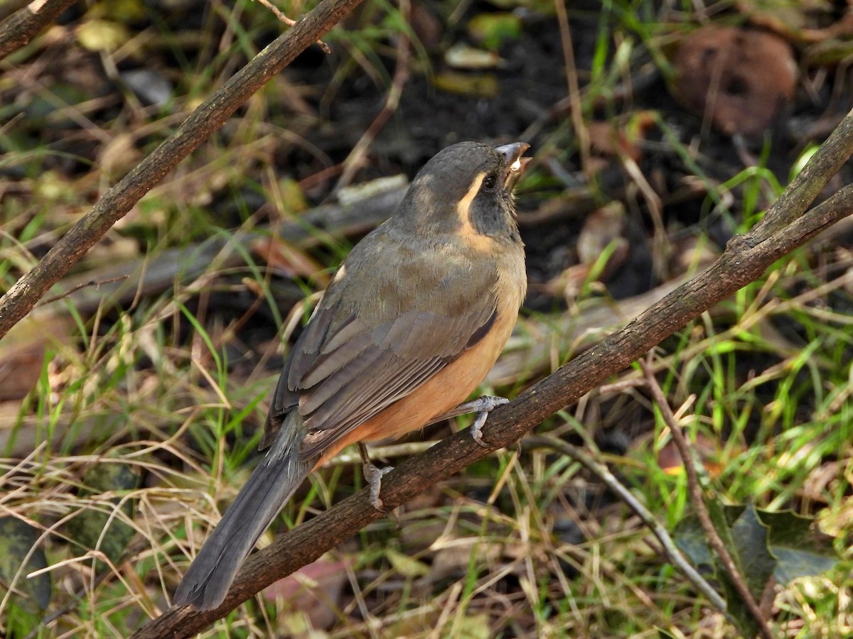 Golden-billed Saltator - ML641625135