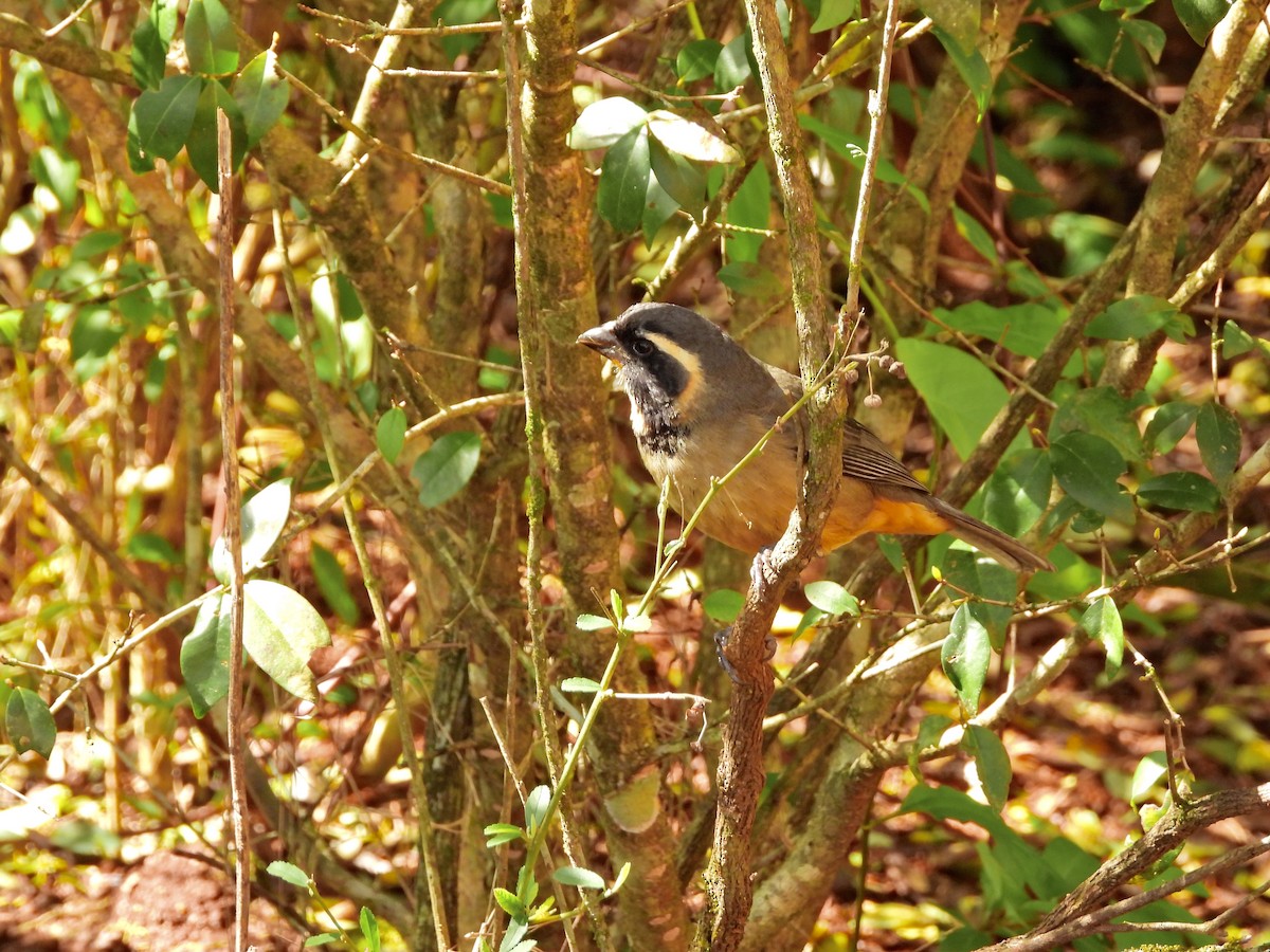 Golden-billed Saltator - ML641625136