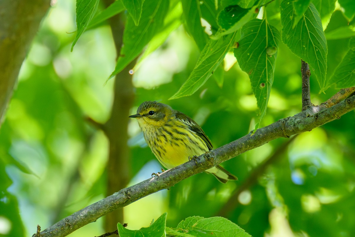 Cape May Warbler - ML641625140