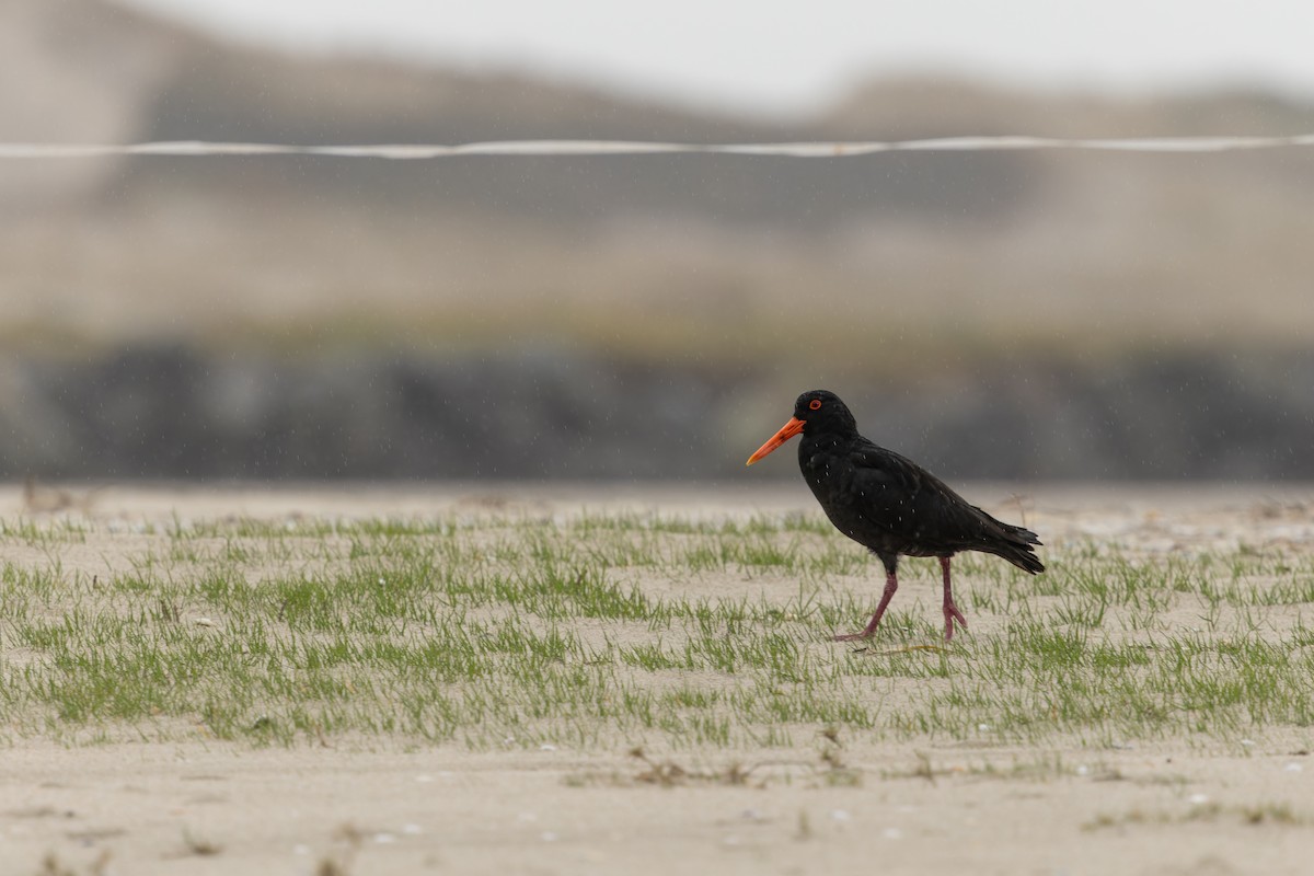 Variable Oystercatcher - ML641625150