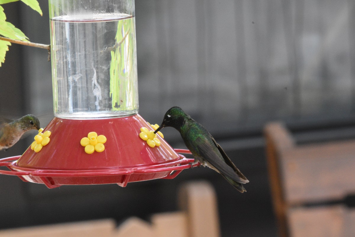 Rivoli's Hummingbird - ML641625158