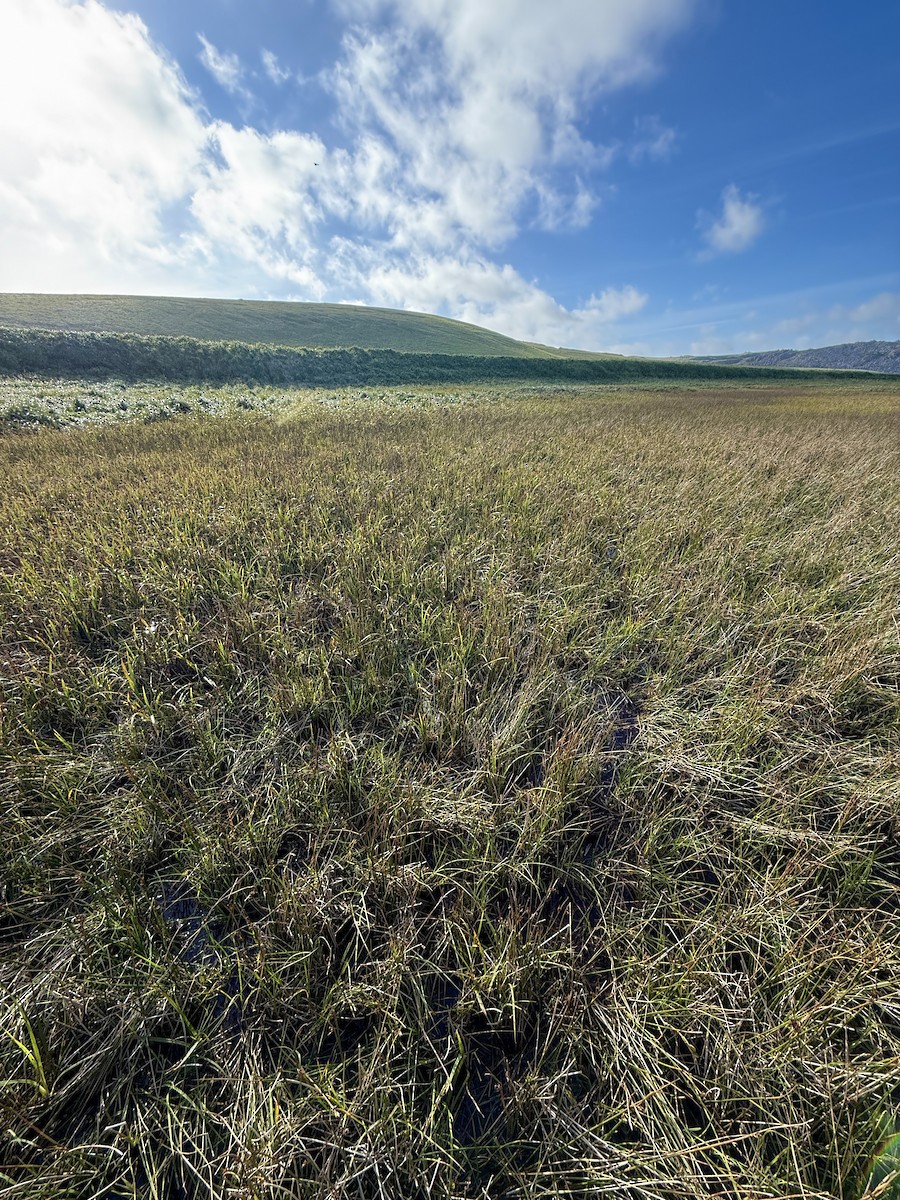 Jack Snipe - ML641625159