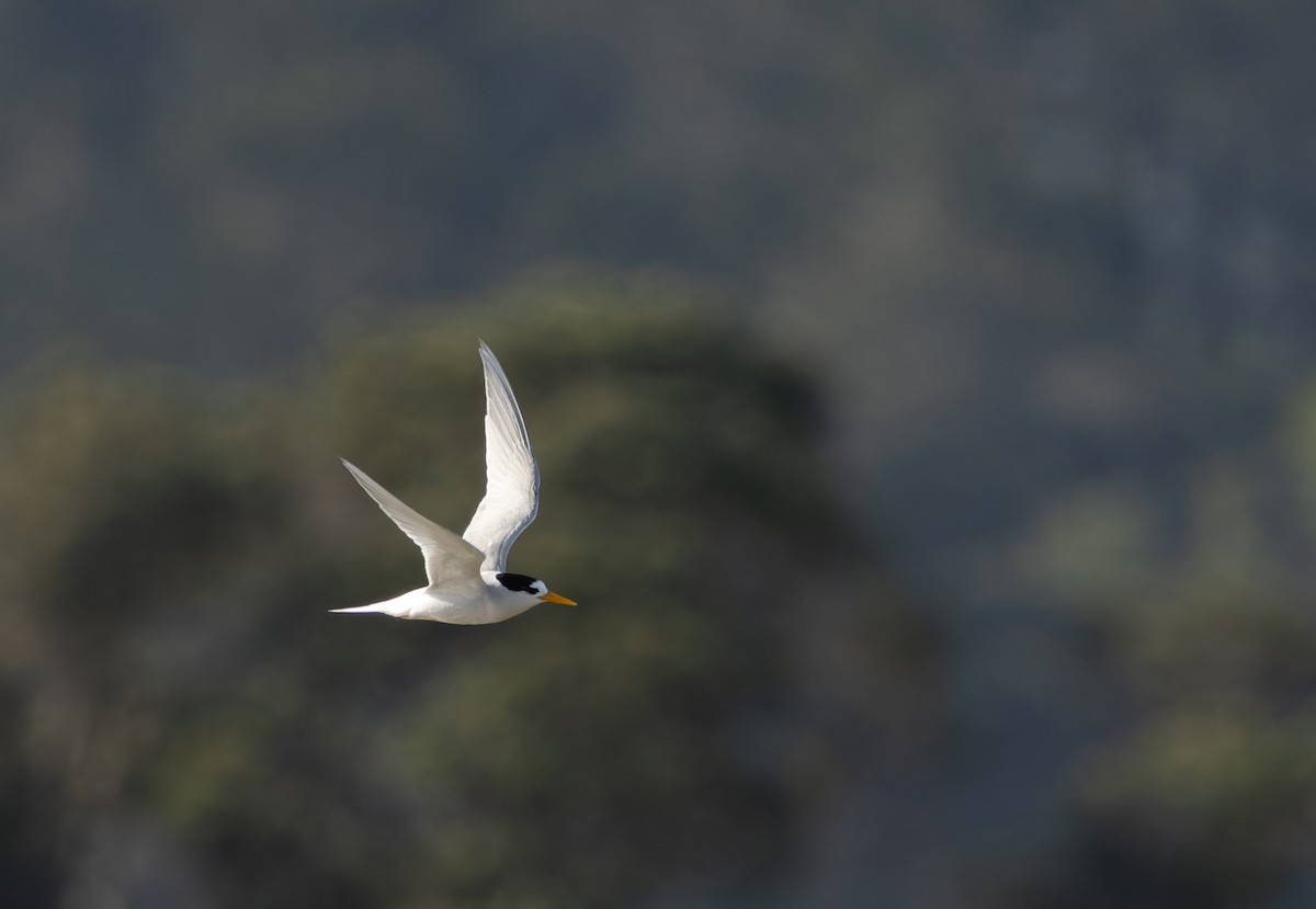 Australian Fairy Tern - ML641625160