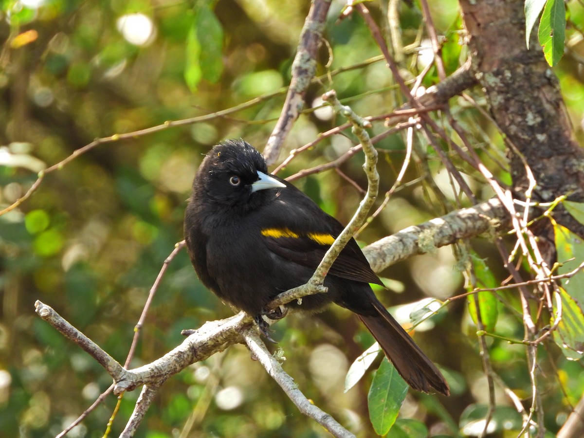 Golden-winged Cacique - ML641625173