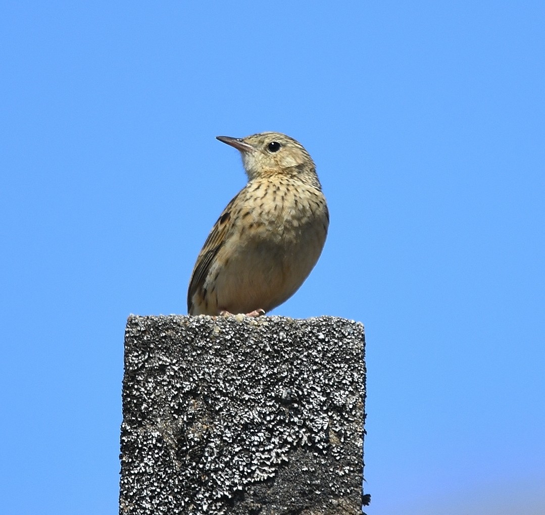 Pipit de Hellmayr - ML641625183