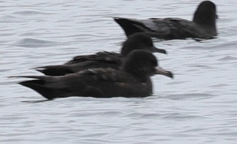 Flesh-footed Shearwater - ML641625209
