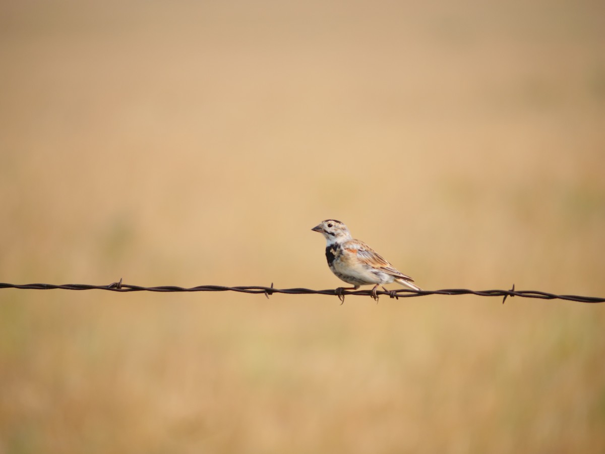 Thick-billed Longspur - ML641625234
