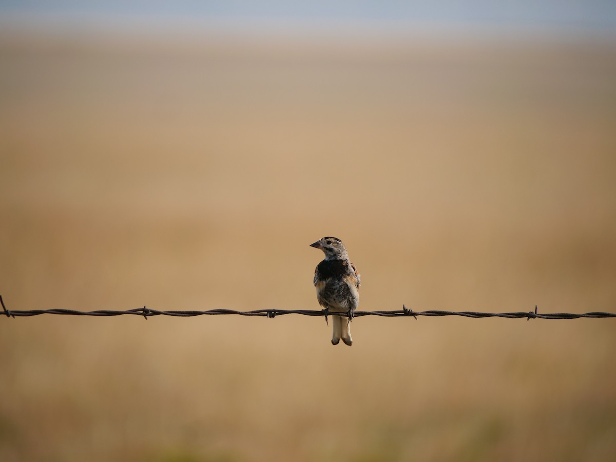 Thick-billed Longspur - ML641625236