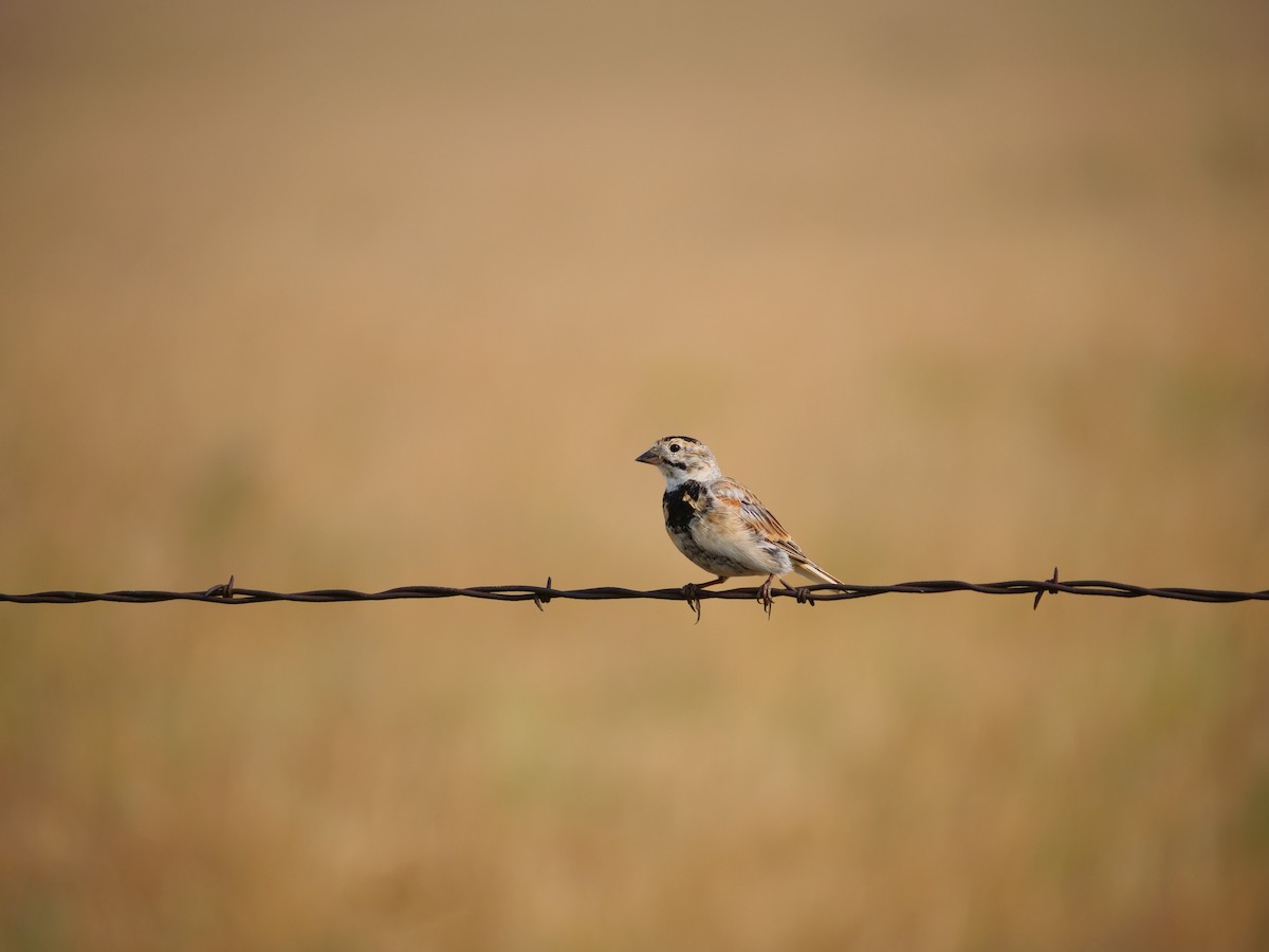 Thick-billed Longspur - ML641625237
