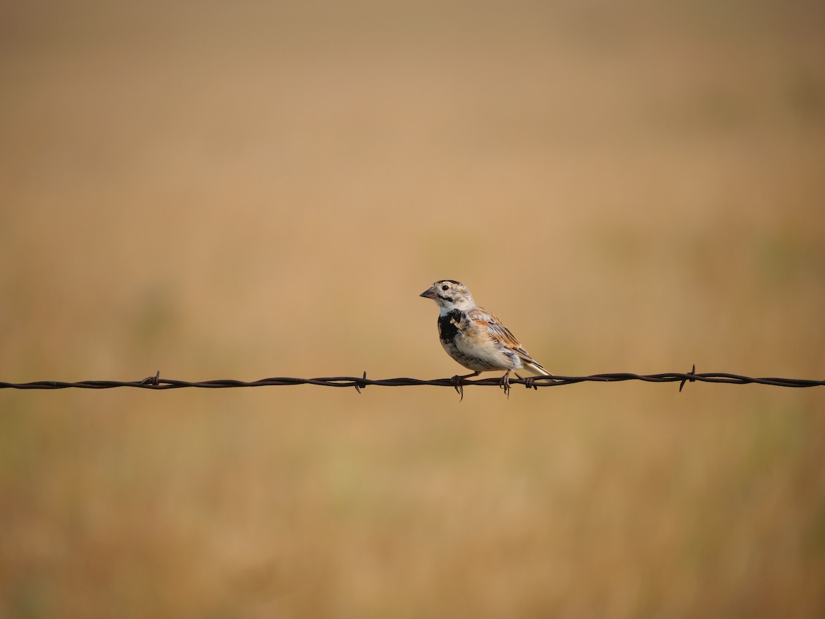 Thick-billed Longspur - ML641625238