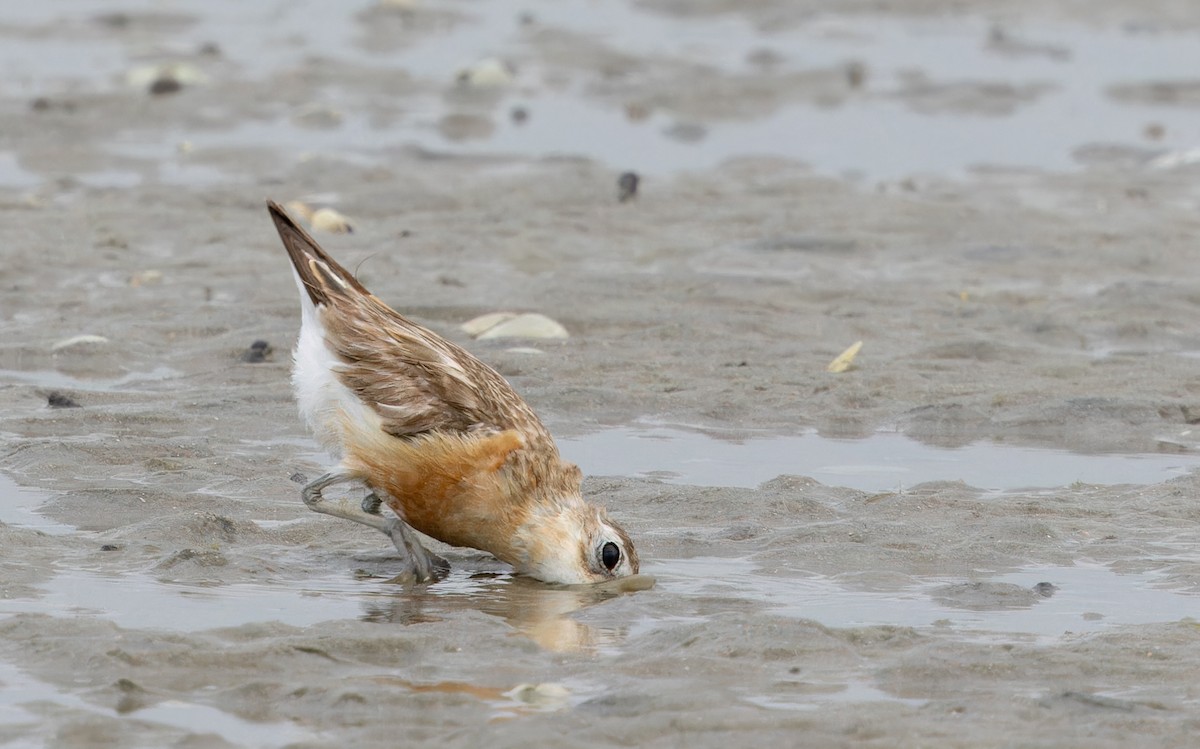 Red-breasted Dotterel - ML641625239