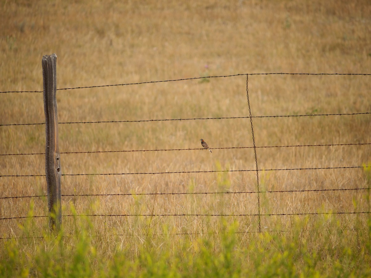 Chestnut-collared Longspur - ML641625240