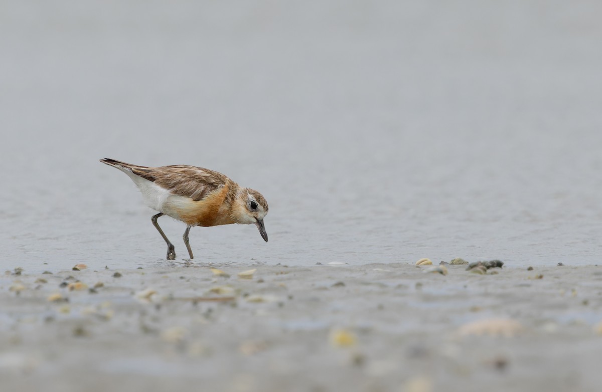 Red-breasted Dotterel - ML641625242