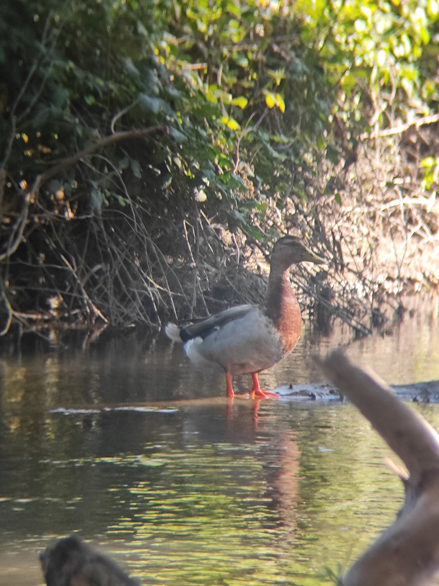 Mallard (Domestic type) - ML641625250