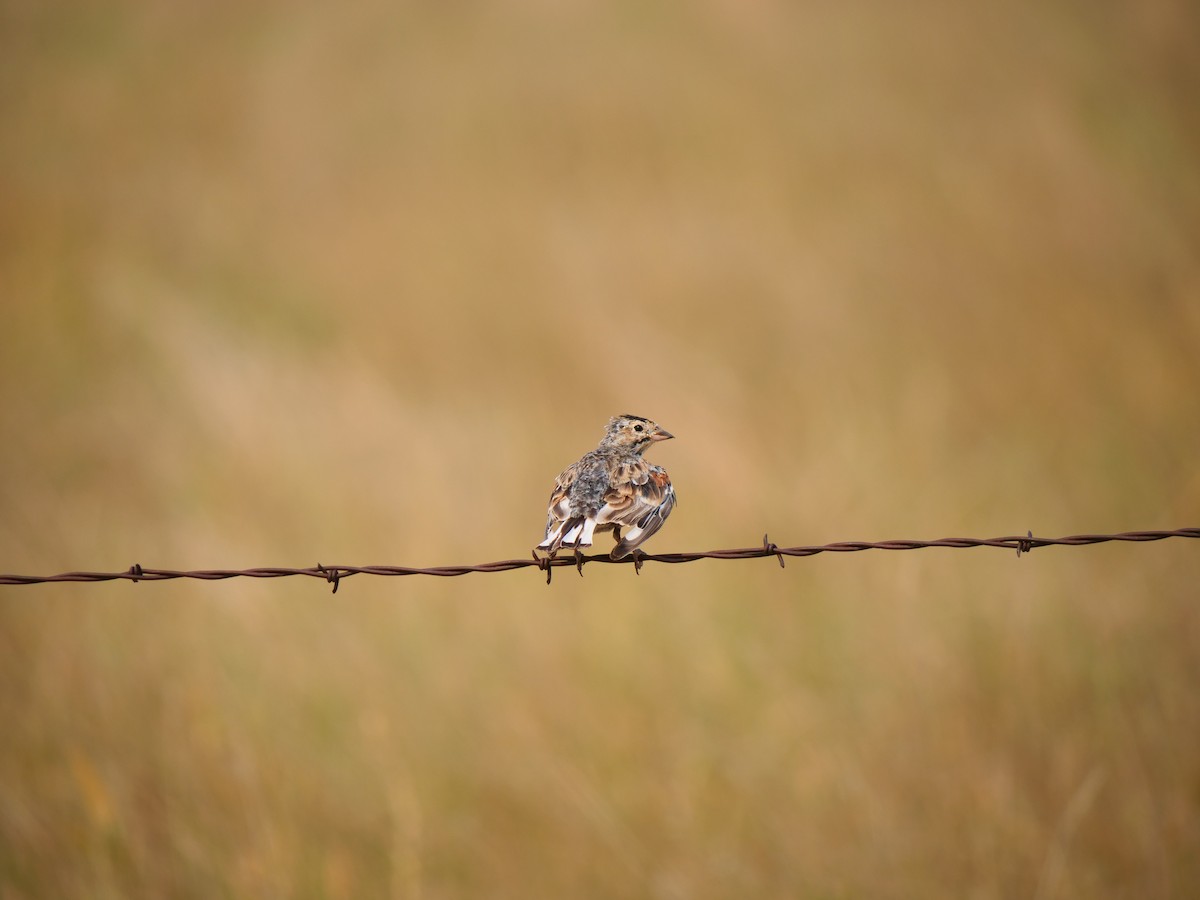 Thick-billed Longspur - ML641625285