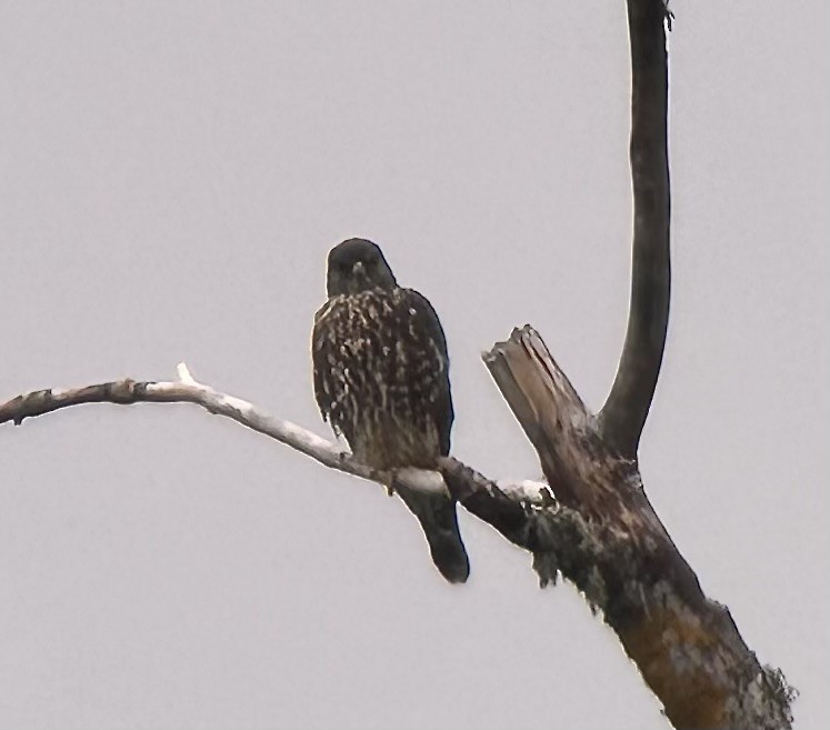 Merlin - ML641625289