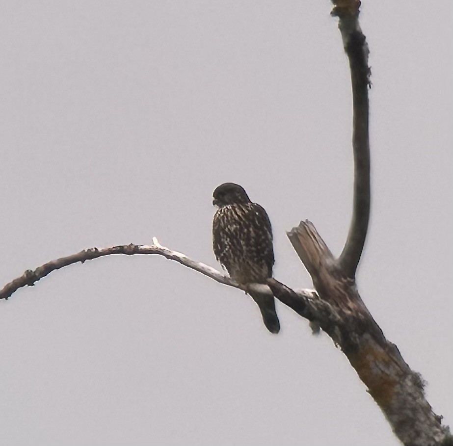 Merlin - ML641625296