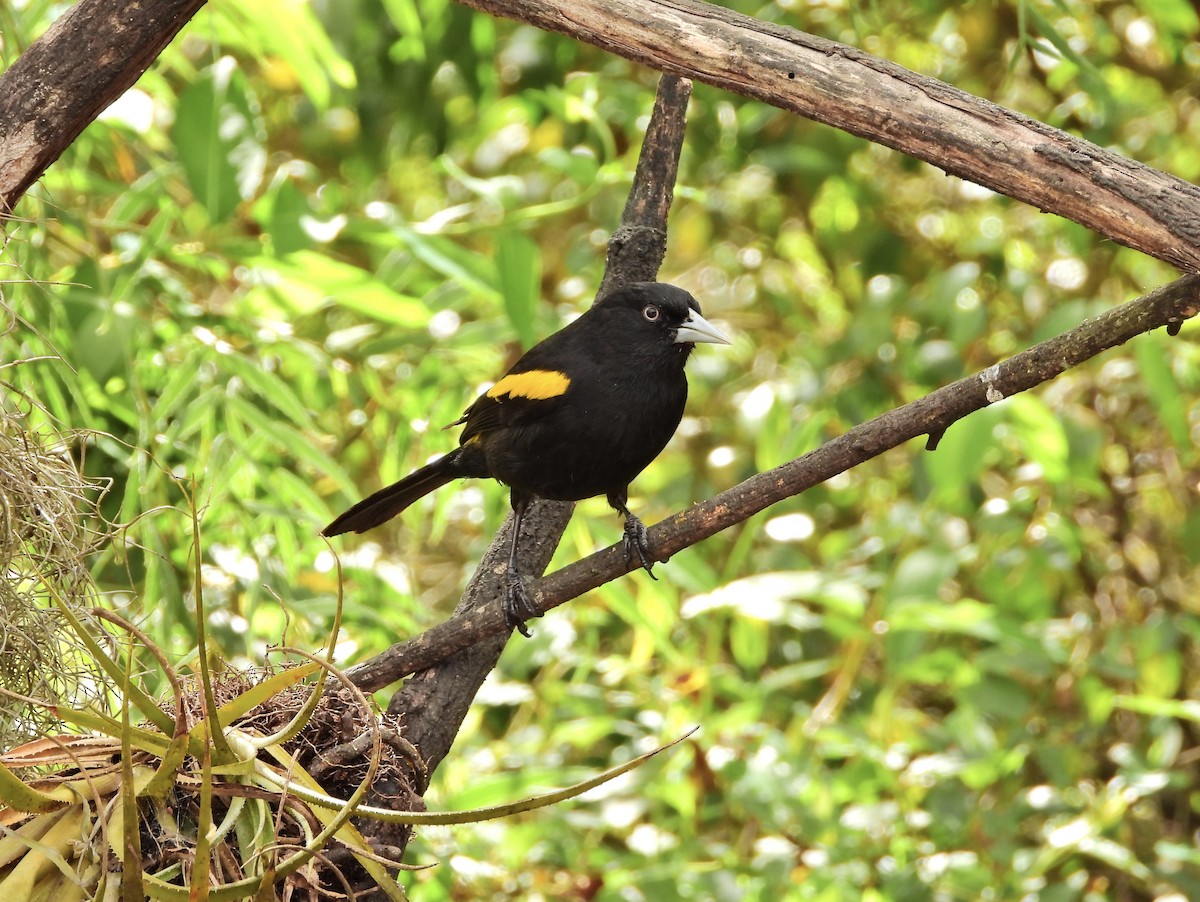 Golden-winged Cacique - ML641625310