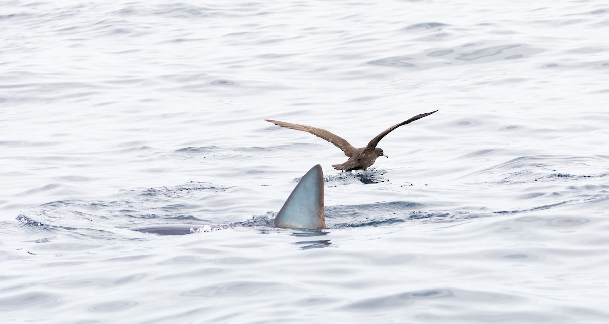 Parkinson's Petrel - ML641625369
