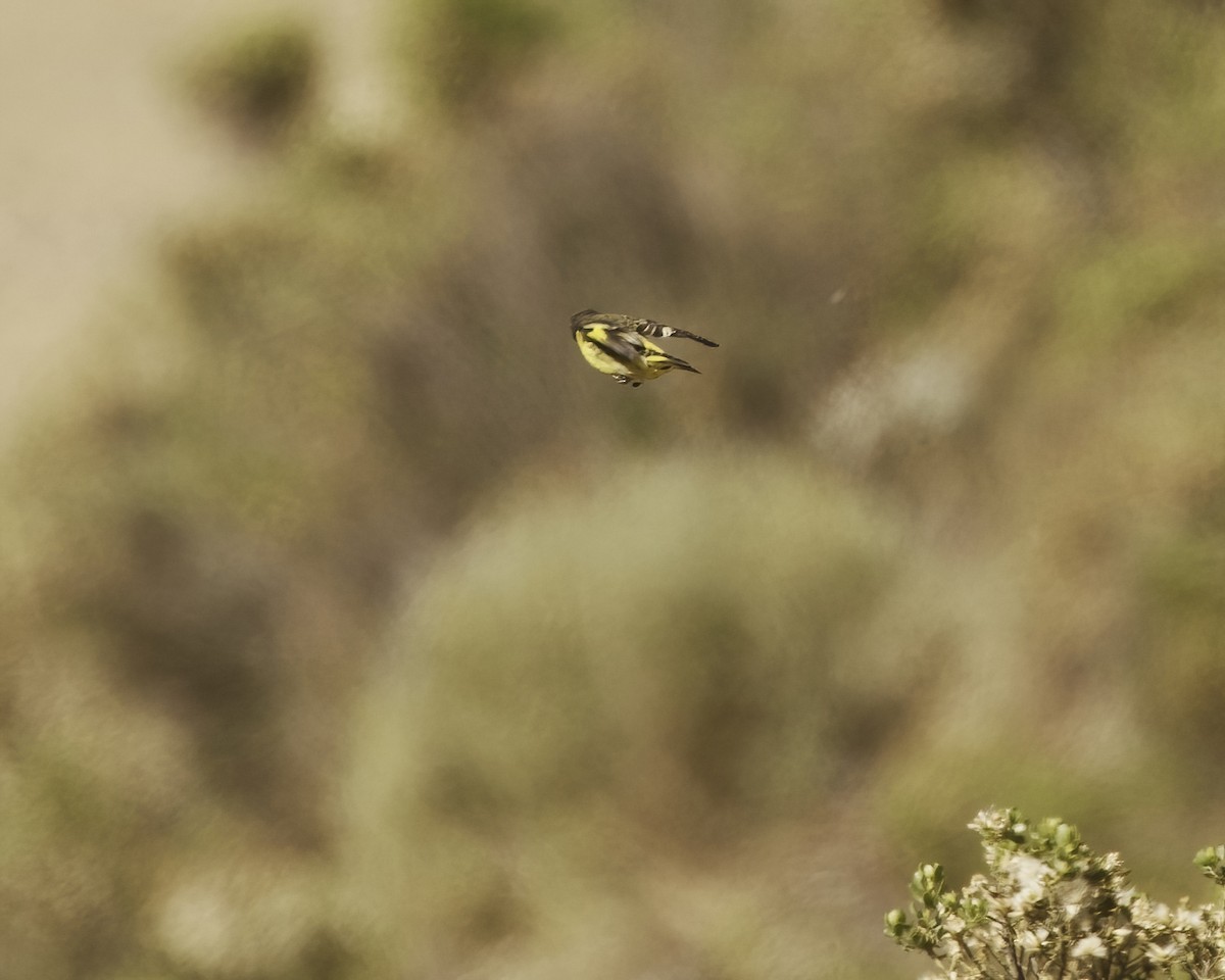 Yellow-rumped Siskin - ML641625373