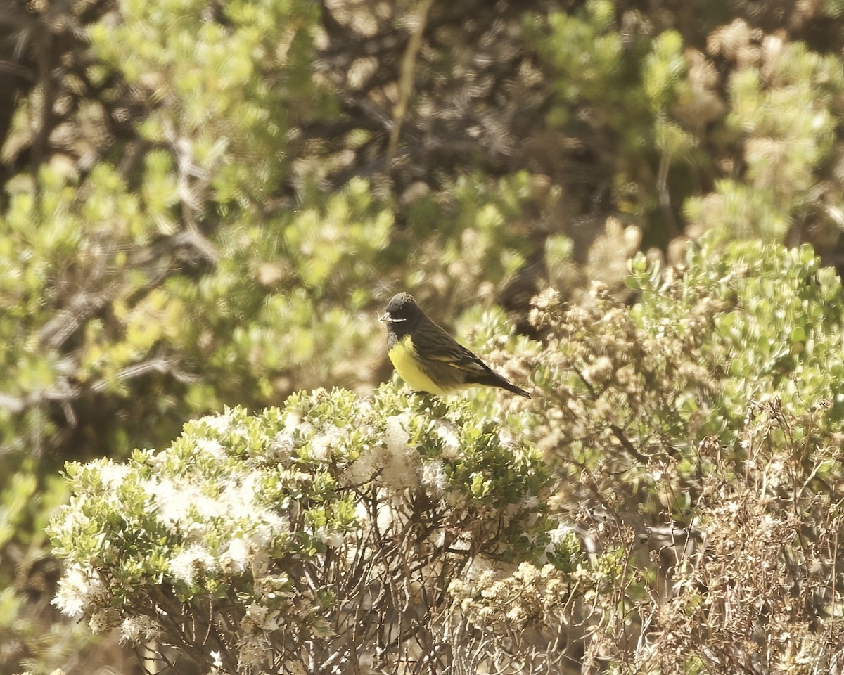 Yellow-rumped Siskin - ML641625374