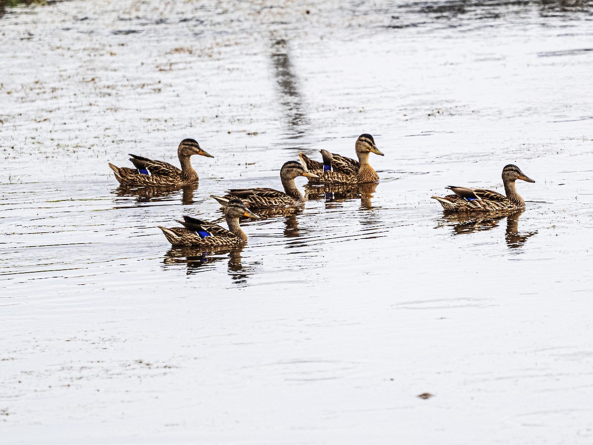 Mallard - ML641625398