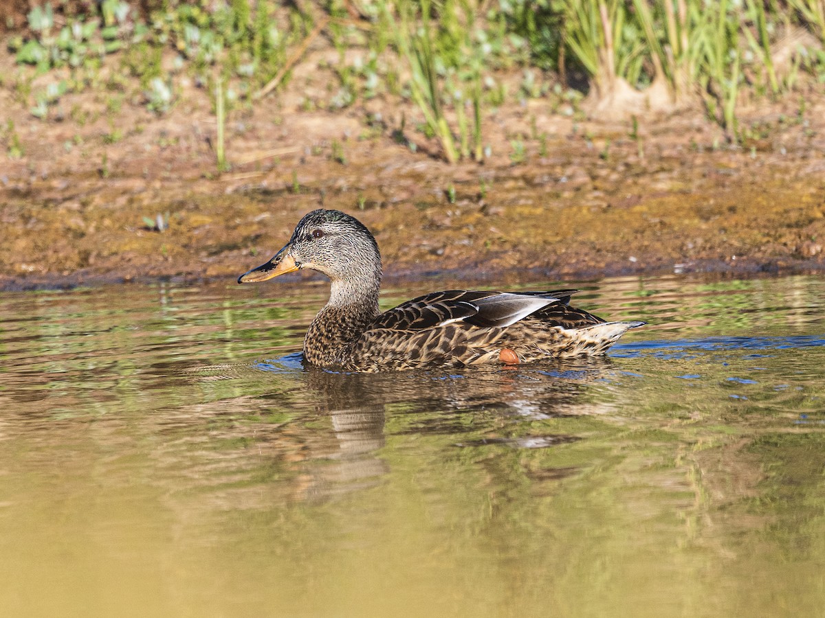 Mallard - ML641625399