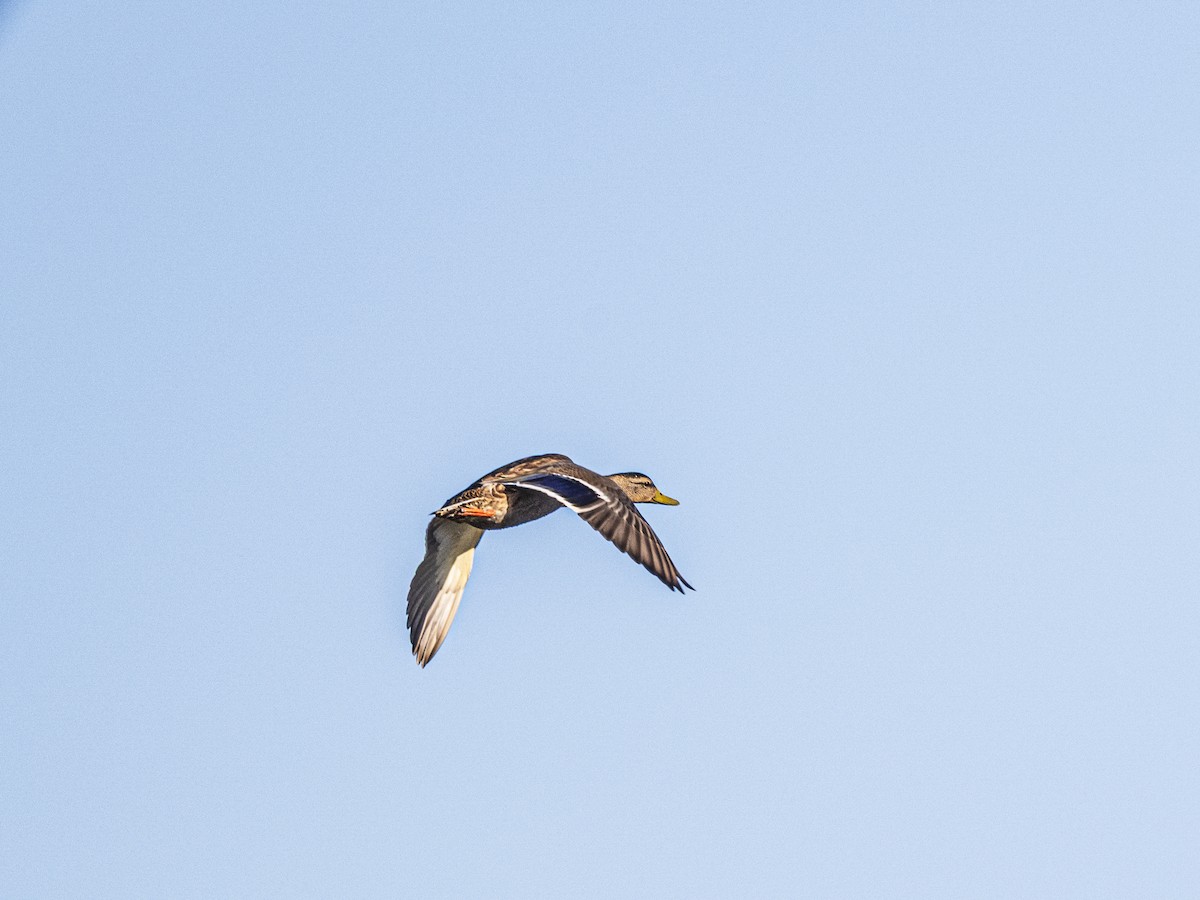 Mallard - ML641625400