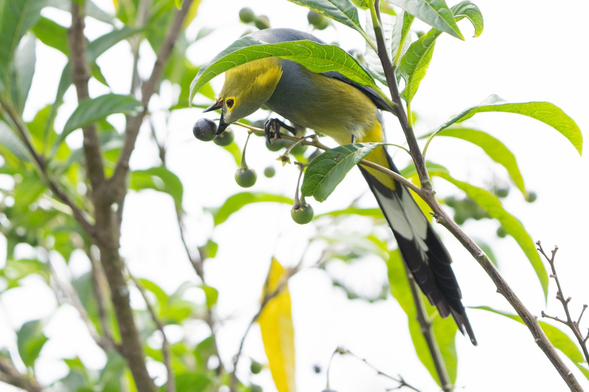 Long-tailed Silky-flycatcher - ML641625404