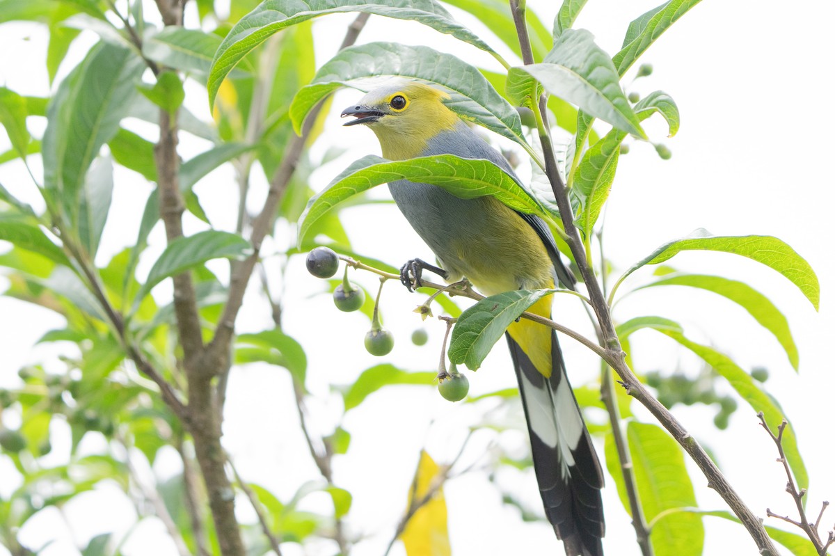 Long-tailed Silky-flycatcher - ML641625405