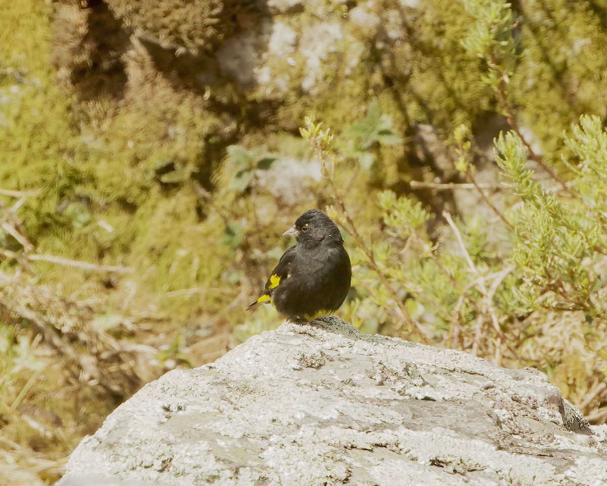 Black Siskin - ML641625455