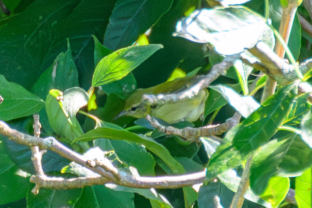 Tennessee Warbler - ML641625470