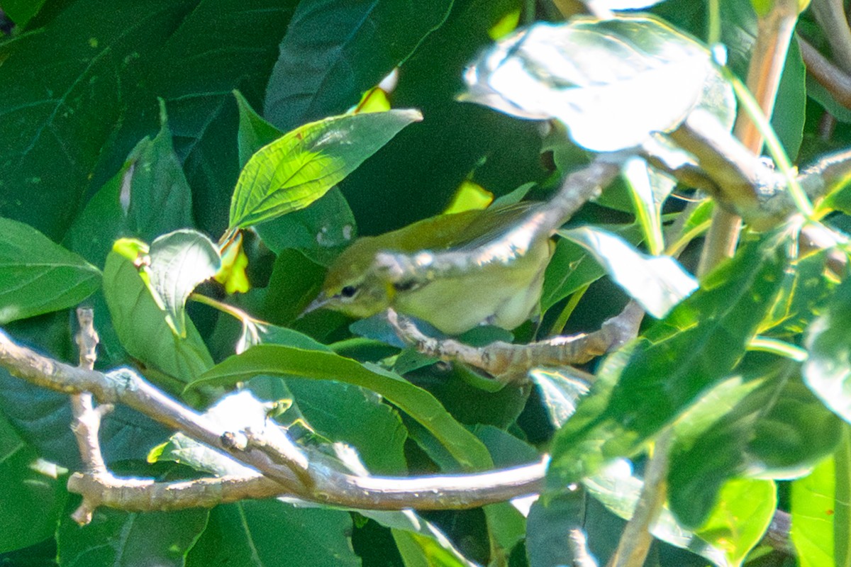 Tennessee Warbler - ML641625471