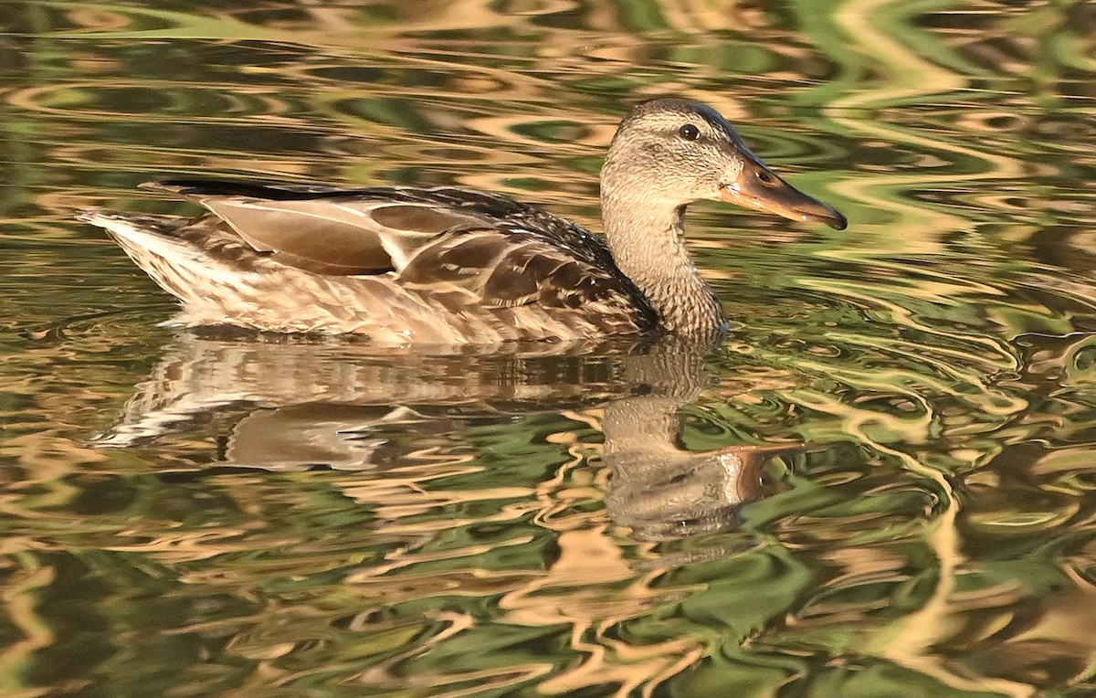 Mallard - ML641625505