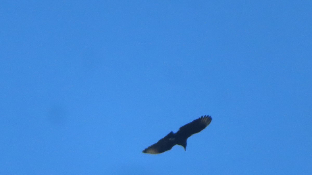 Black Vulture - ML641625536