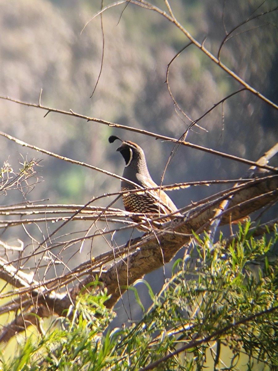 Galeper kaliforniarra - ML641625550