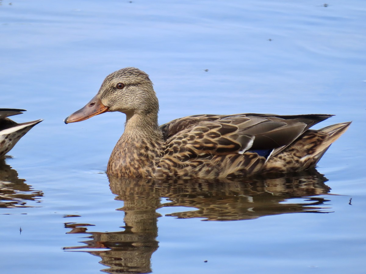 Mallard - ML641625576