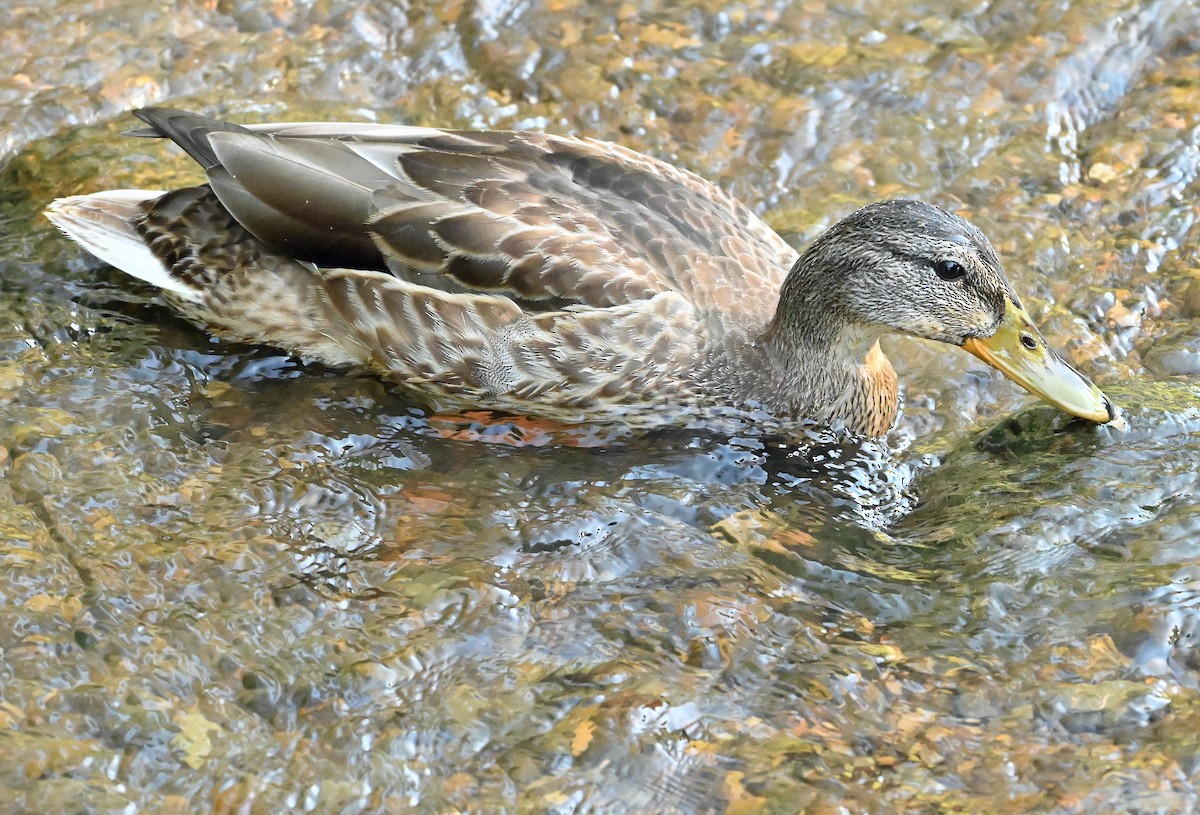 Mallard - ML641625605