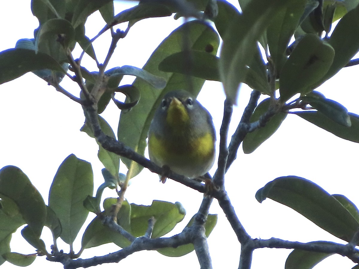 Northern Parula - ML641625615