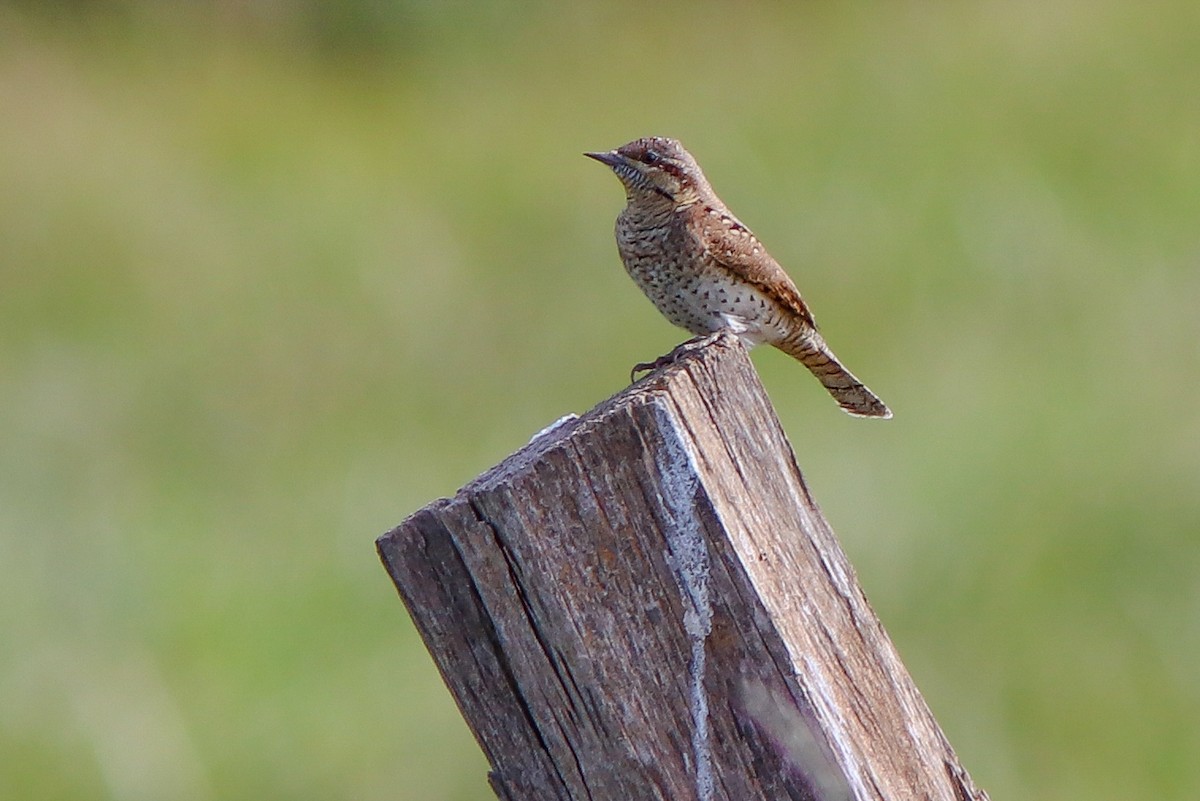 Eurasian Wryneck - ML641625625
