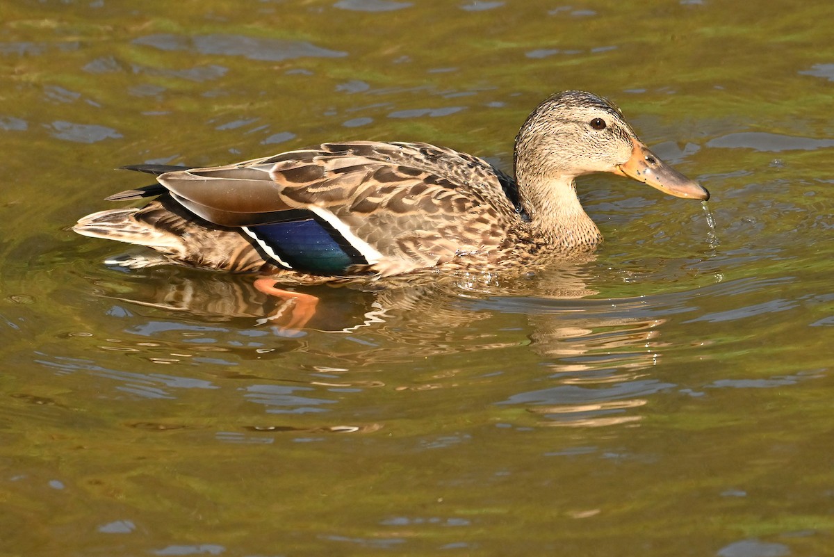 Mallard - ML641625708