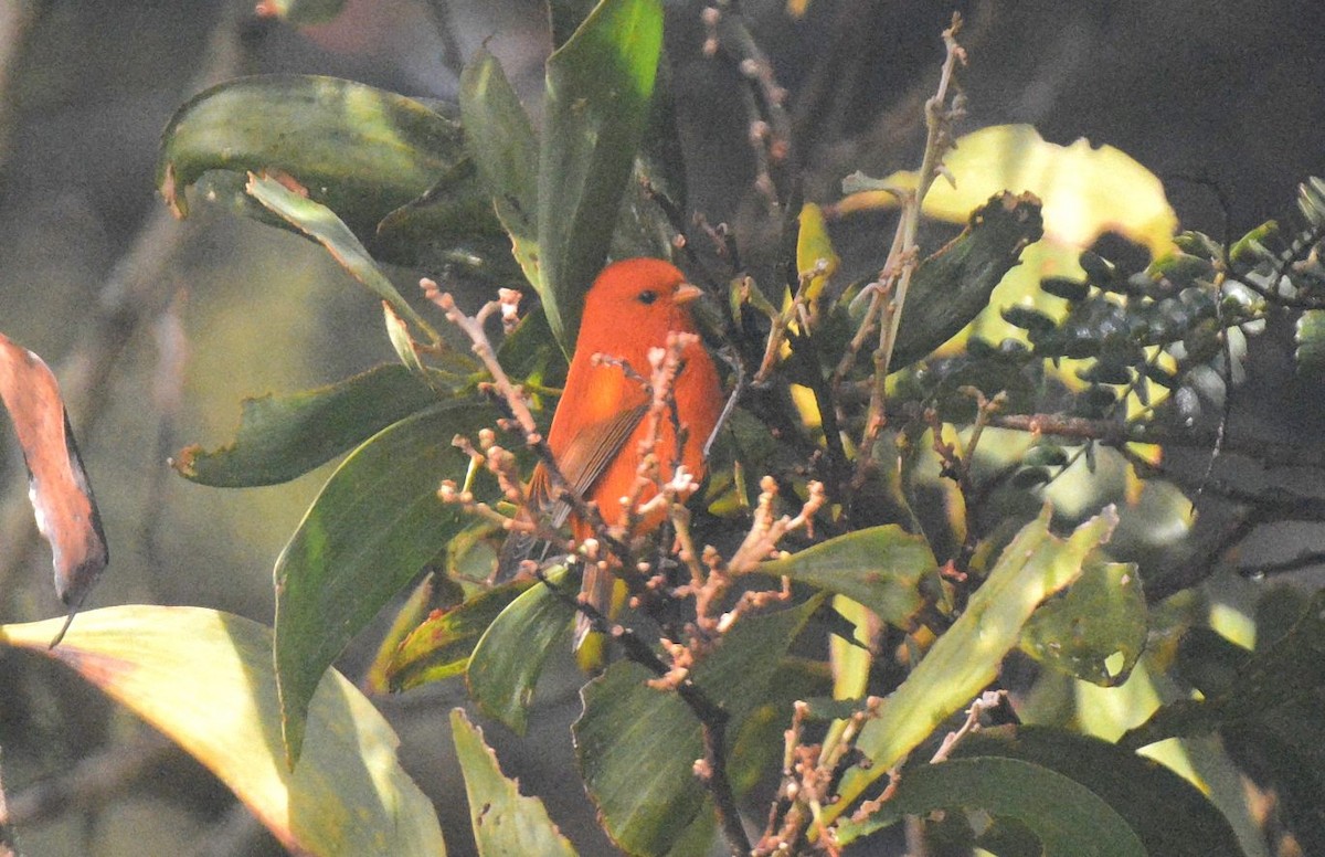 Hawaii-Akepakleidervogel - ML641625727
