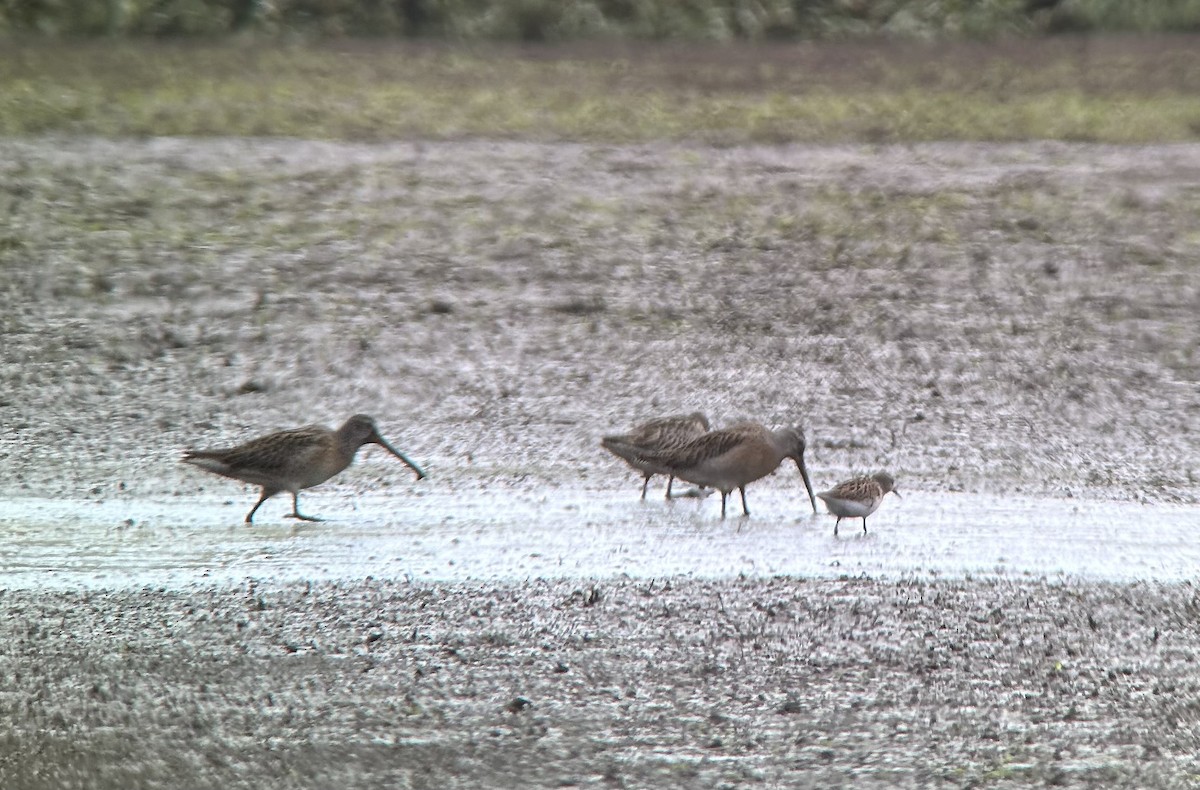 Short-billed Dowitcher - ML641625750