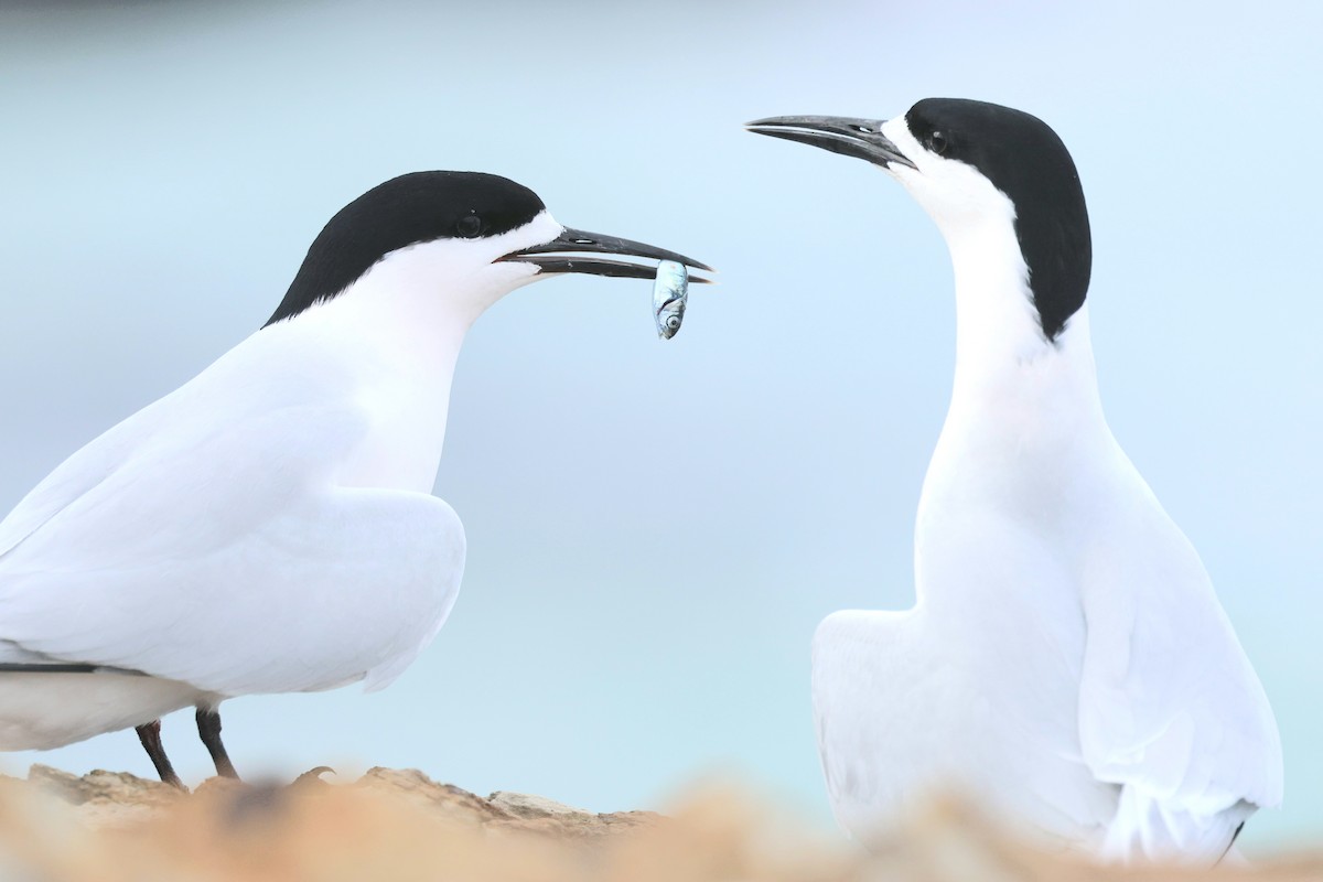 White-fronted Tern - ML641625752