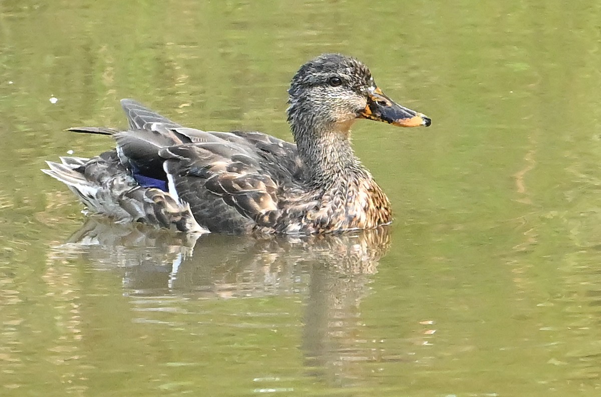 Mallard - ML641625753