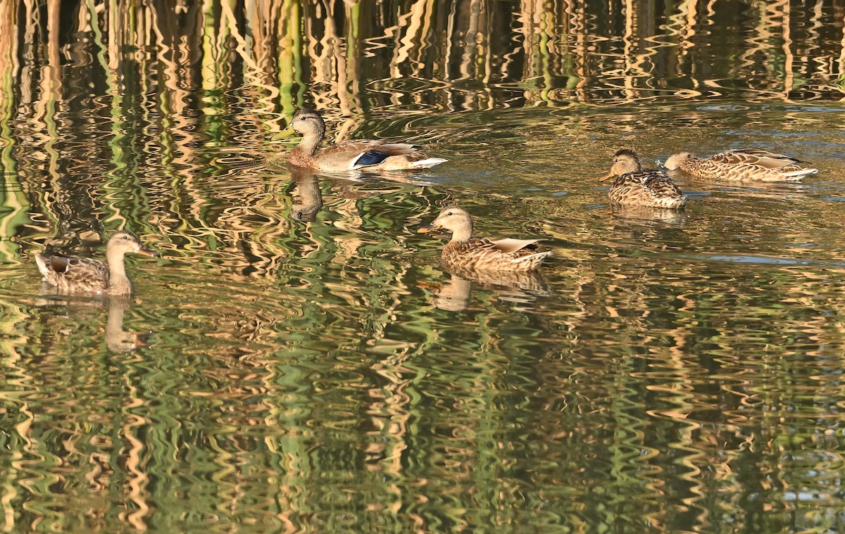 Mallard - ML641625784
