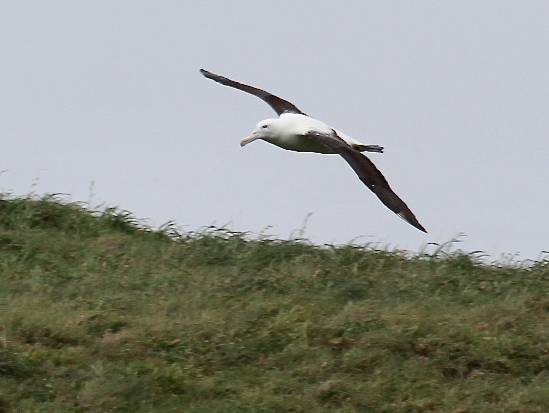 Southern Royal Albatross - ML641626021